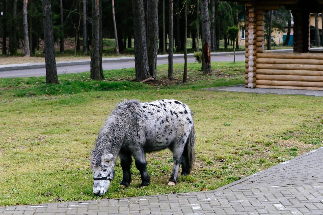 Baza Otdykha Chaika Hotel Zhodzina Esterno foto